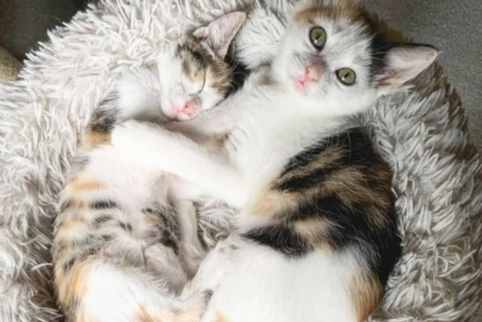 little kitten sleeping with big cat