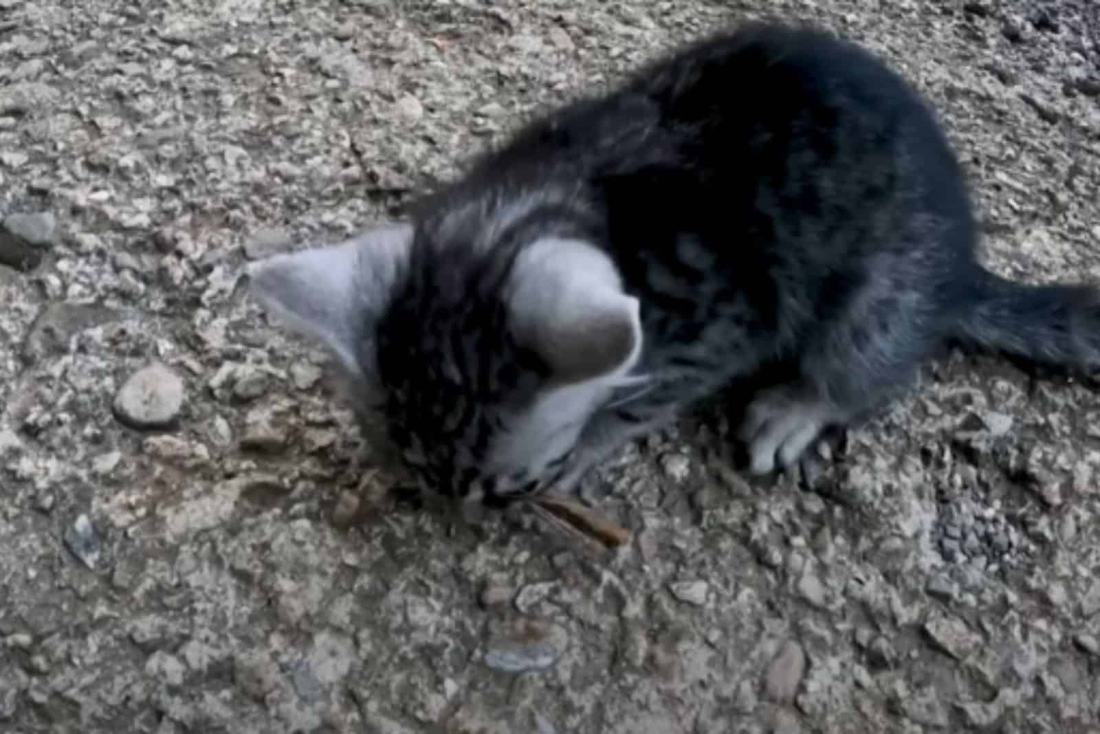 lost tabby kitten eating