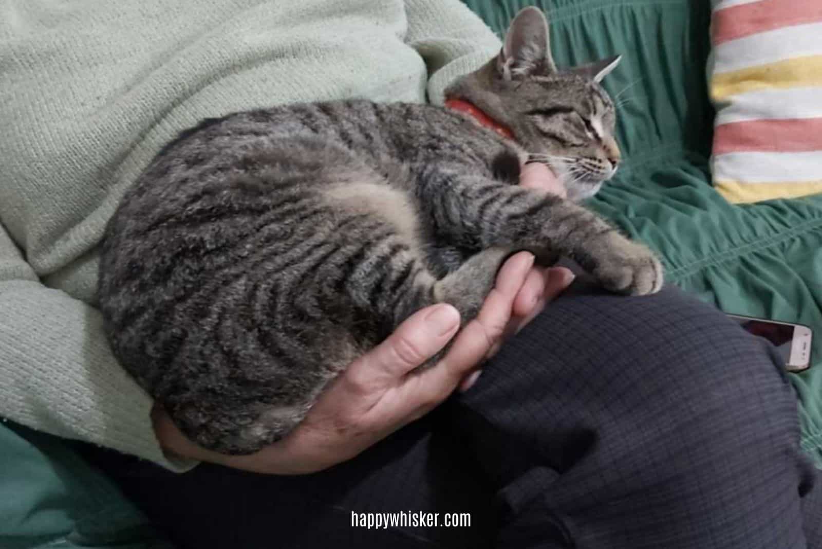 man holding sleeping cat