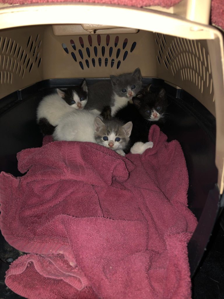 newborn kittens in a box