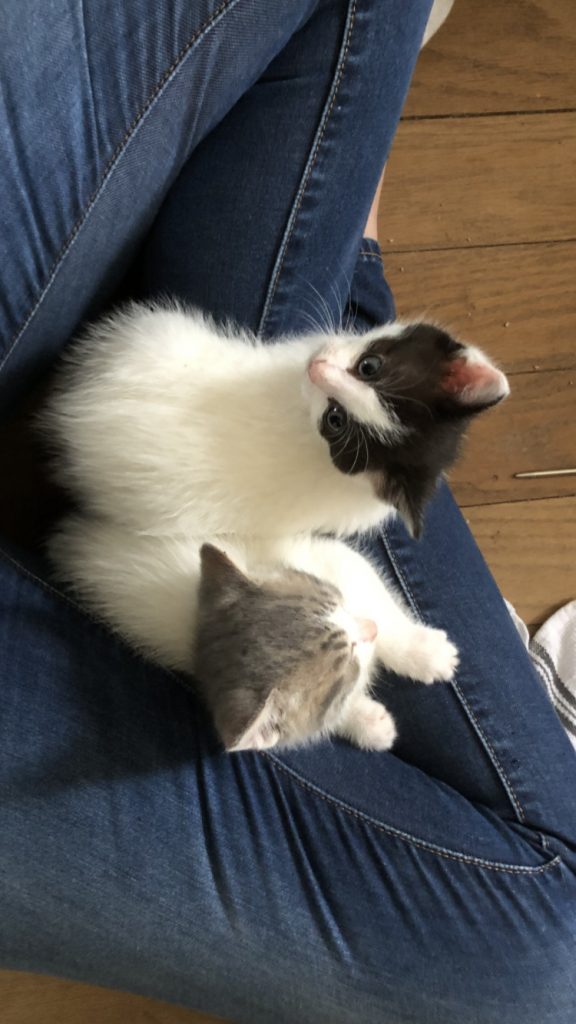 newborn kittens in a woman's lap