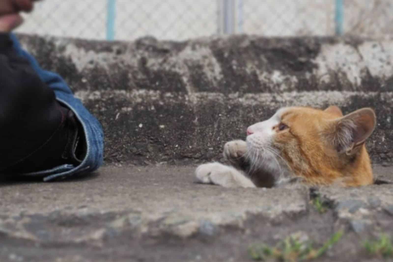 orange and white cat peeking out of a hole on the street
