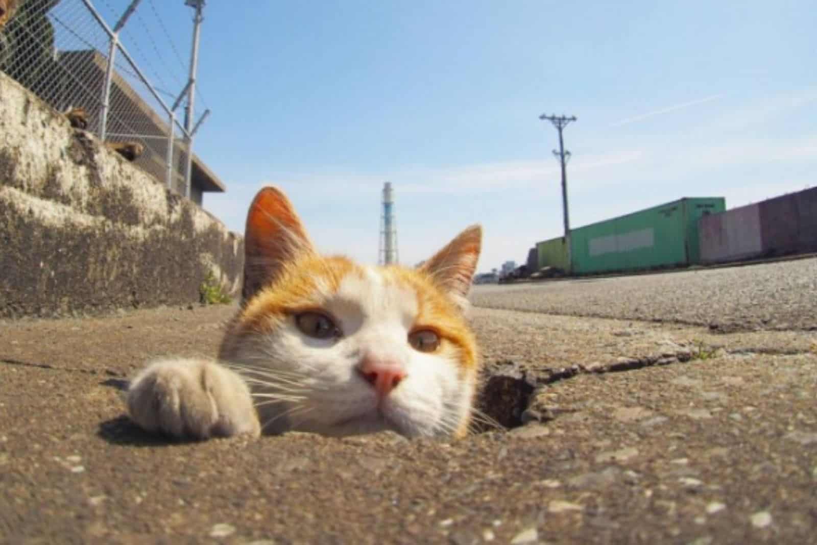 orange and white stray cat peeking out of a hole
