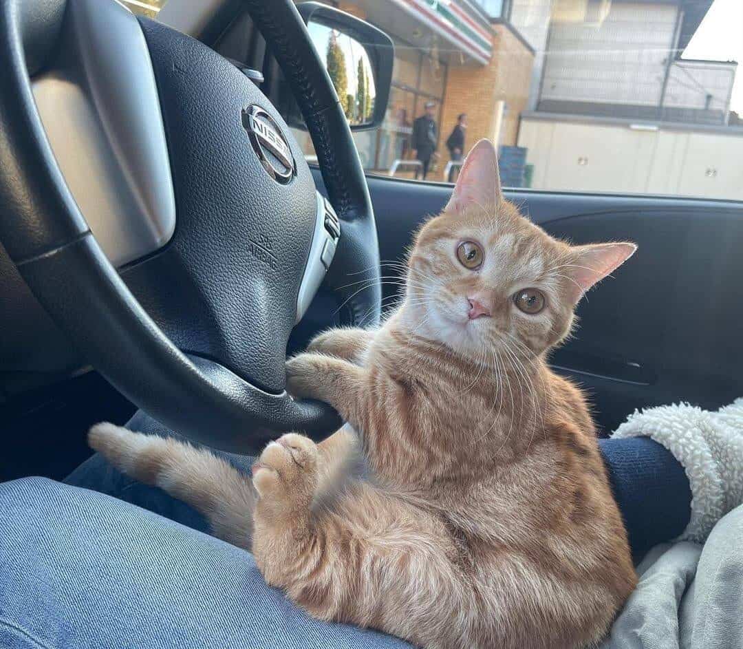 orange cat holding a steering wheel