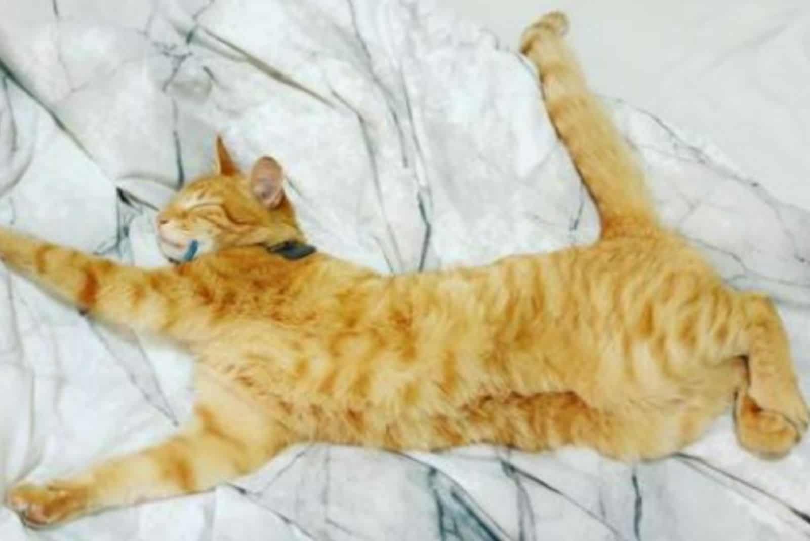 orange cat stretches while lying down