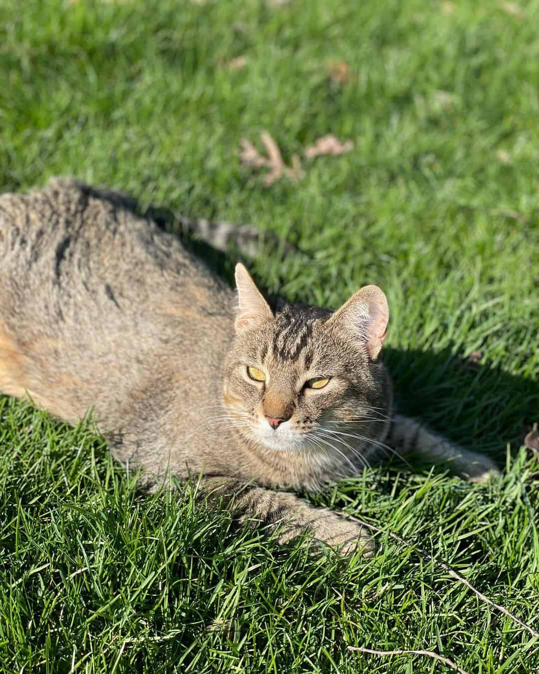 photo of Buster sunbathing on grass