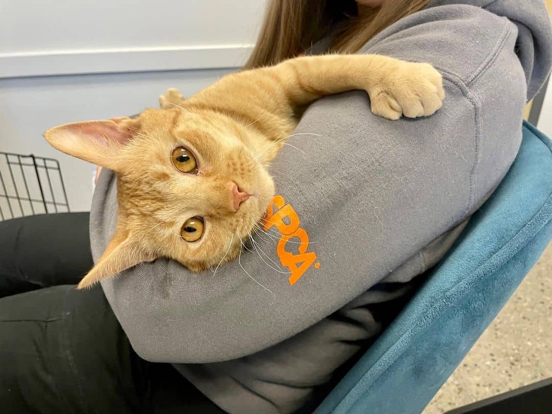 photo of Damon, an orange shelter cat