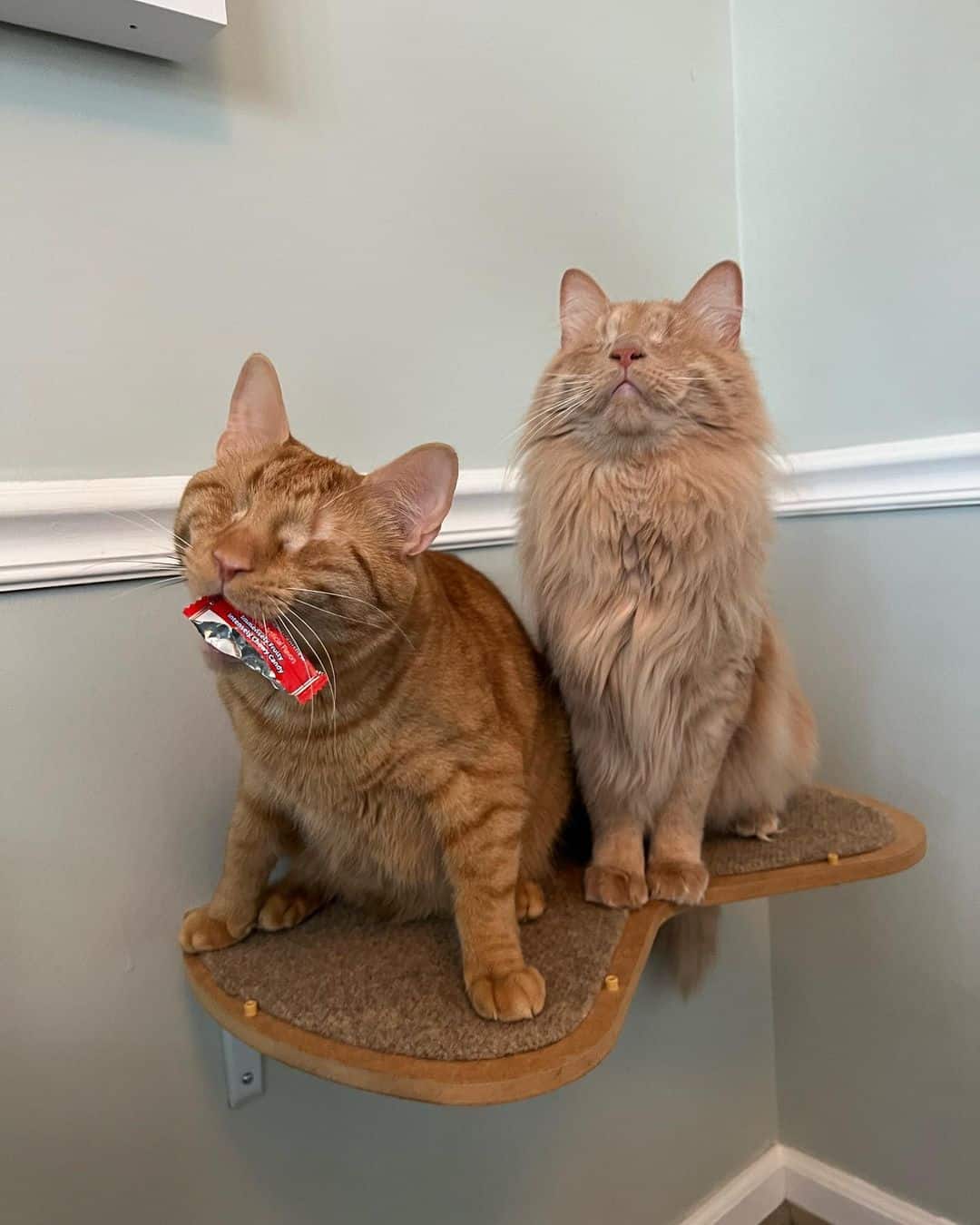 photo of George and Hammy, two blind orange cats