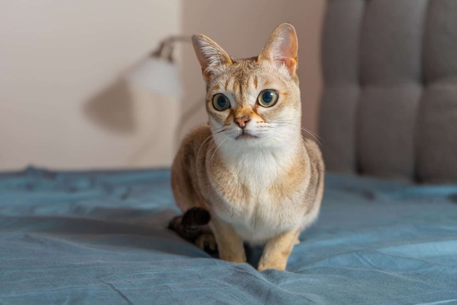 photo of a Singapura cat, one of the smallest cat breeds