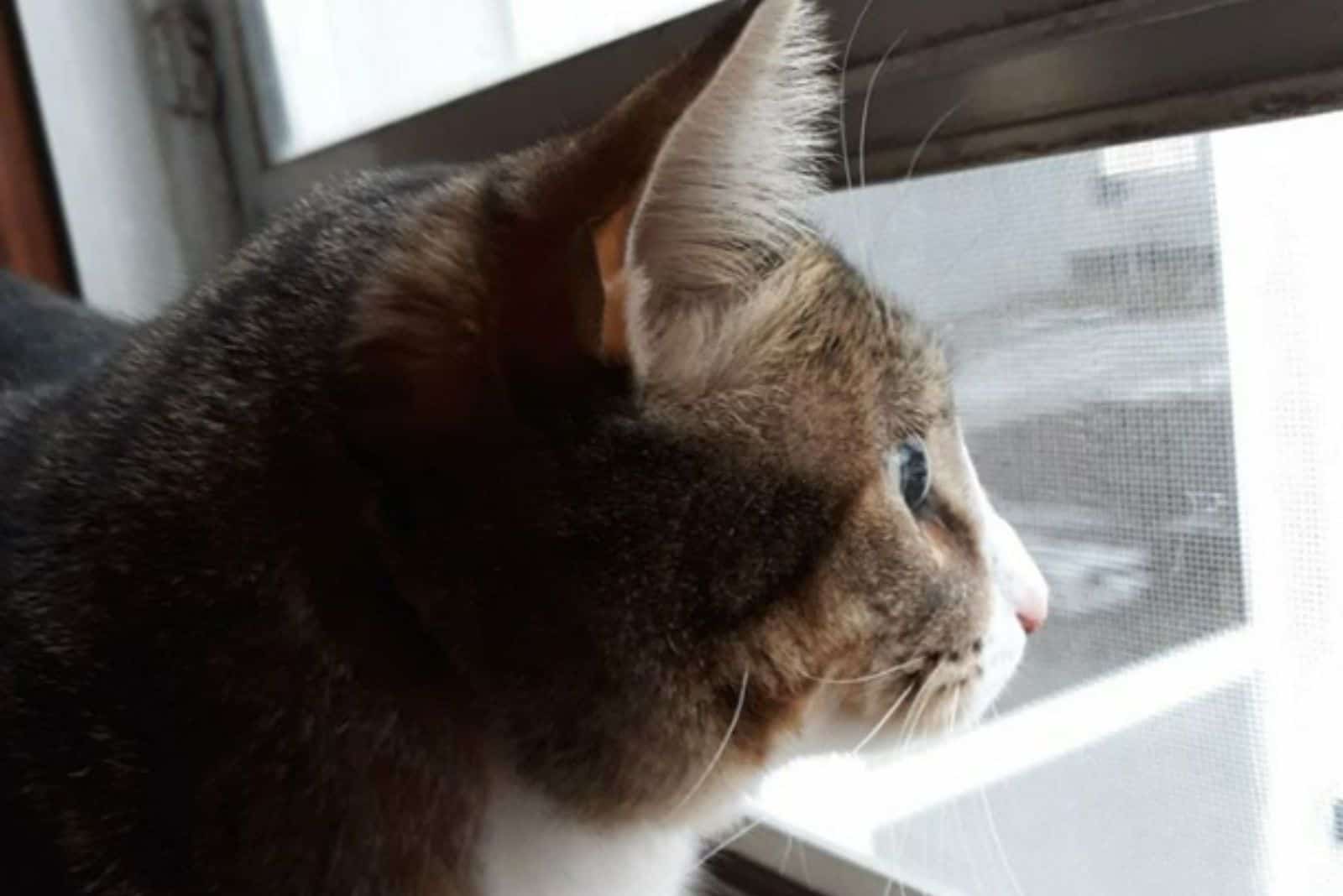 photo of a cat named Dibs watching snow outside