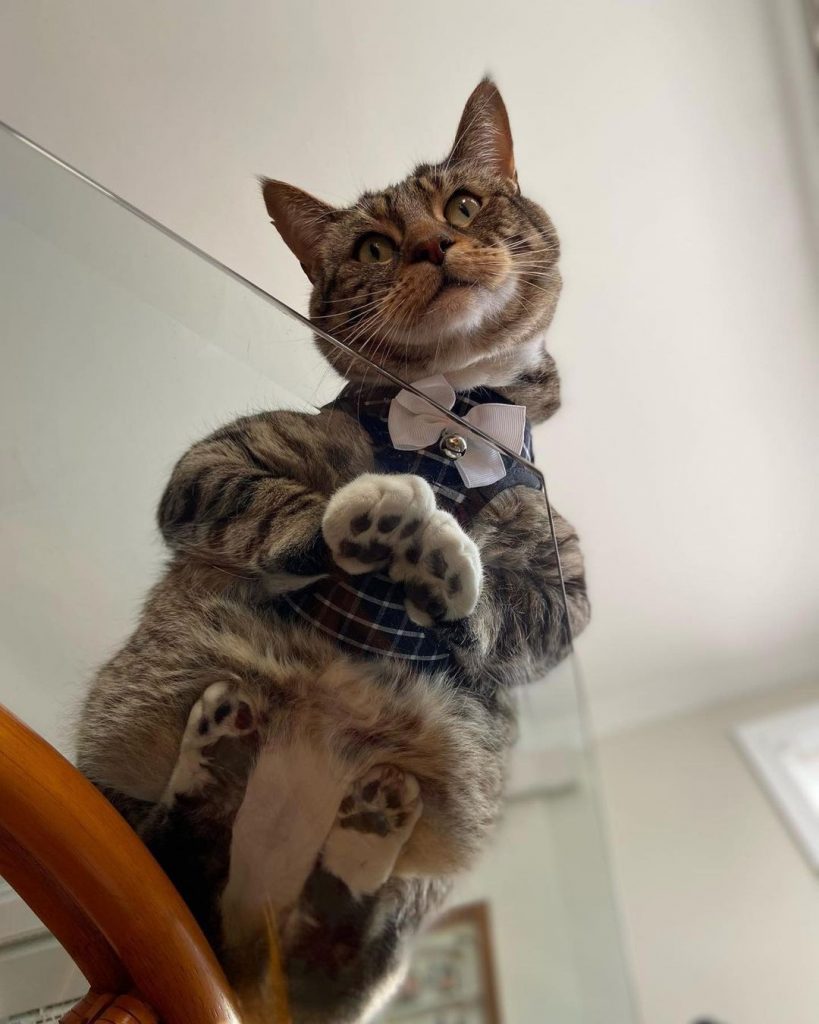 photo of a cute tabby cat standing on glass
