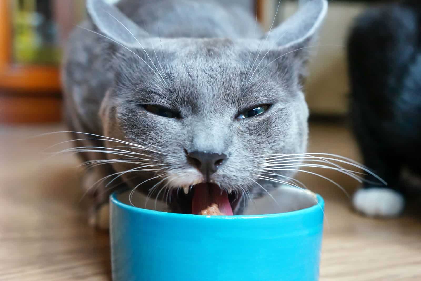 photo of a grey cat eating from a blue food bowl