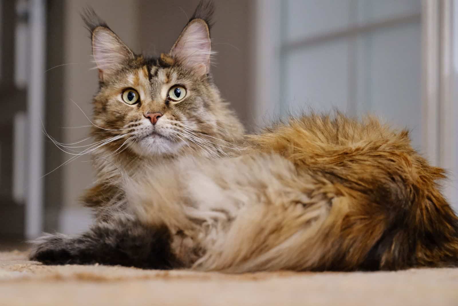photo of a long haired maine coon, one of the bigger cat breeds