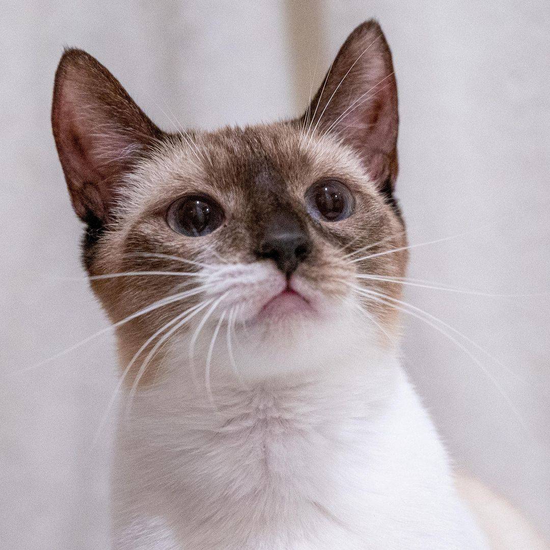 photo of a siamese mix shelter cat