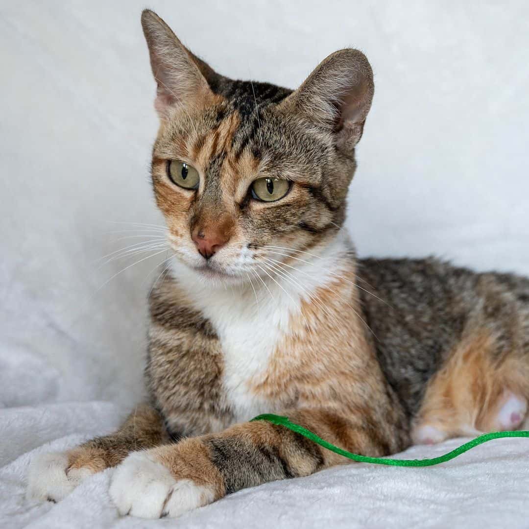 photo of a tricolor shelter cat ready for adoption