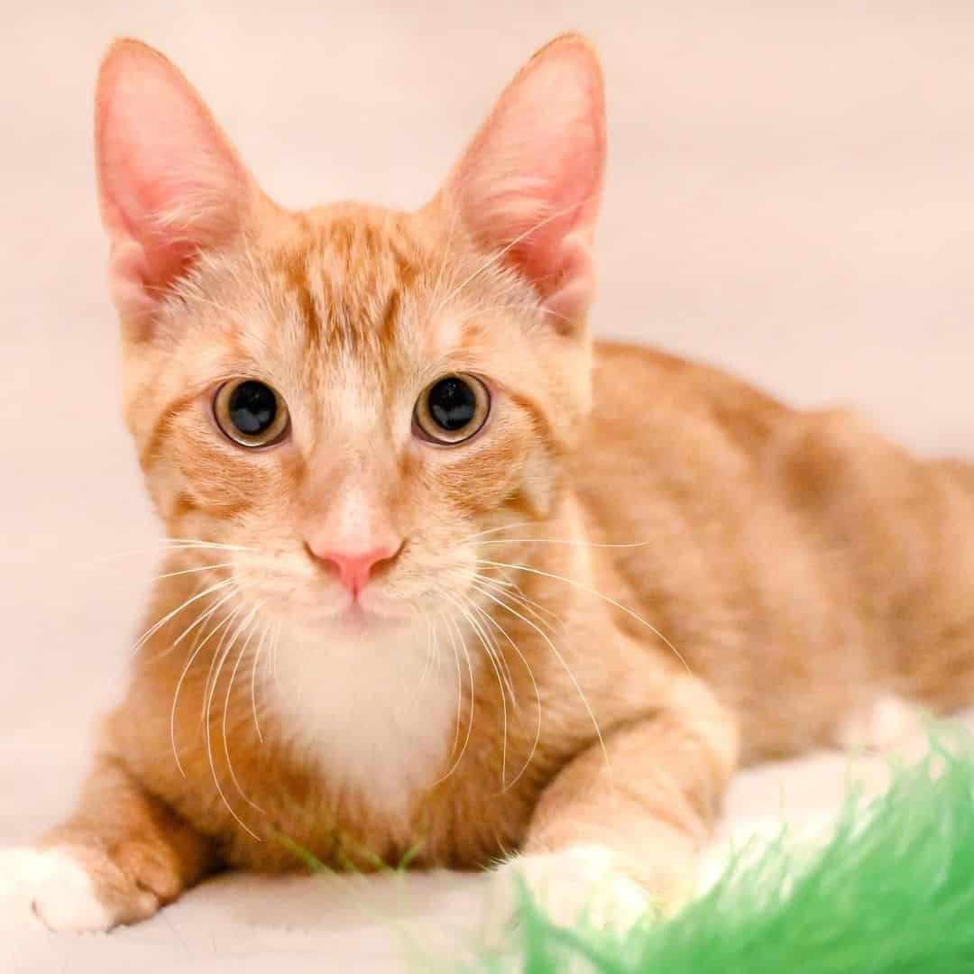 photo of an orange tabby shelter cat named Carter