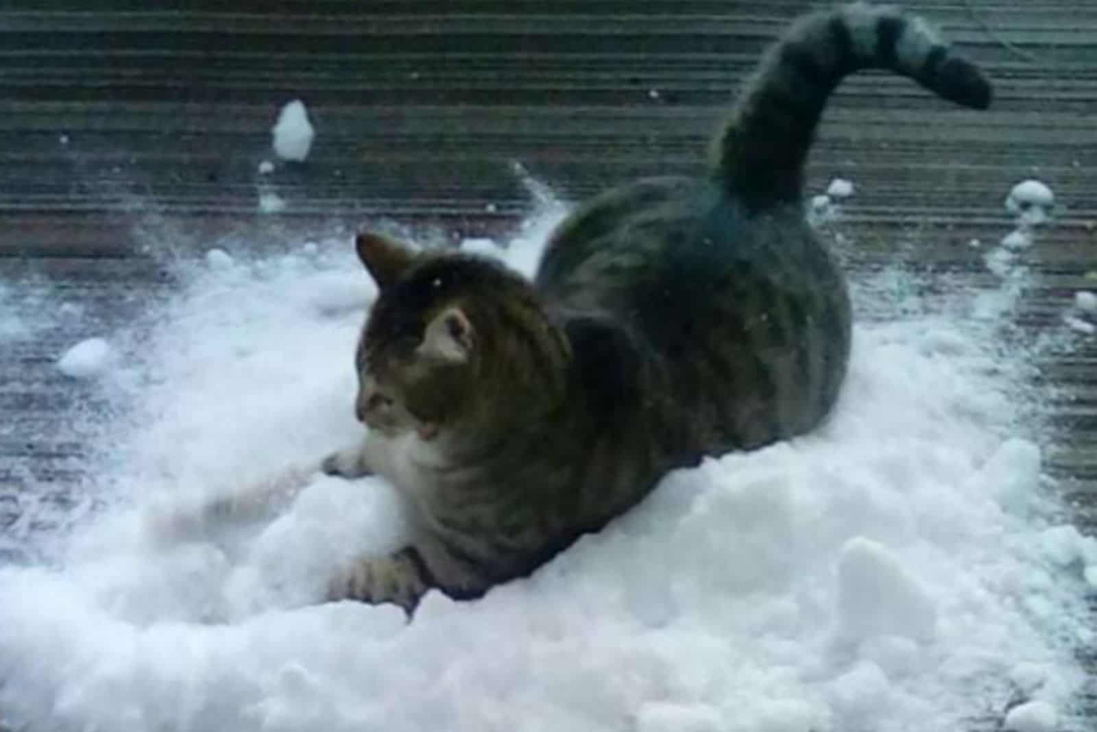photo of dibs playing in snow