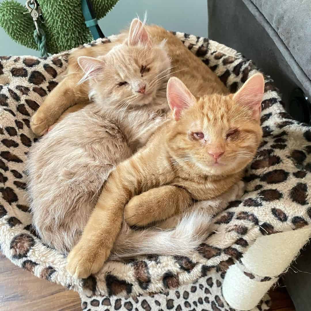 photo of two blind kittens