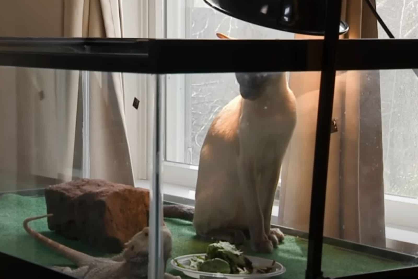siamese cat standing by the glass box