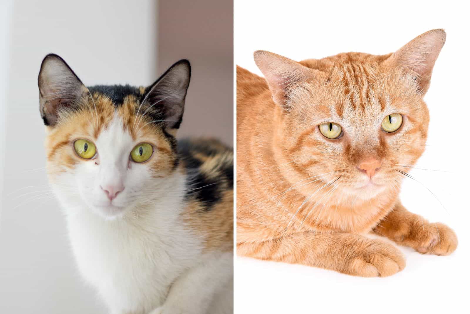 side by side photo of a male and female cat with different size due to gender