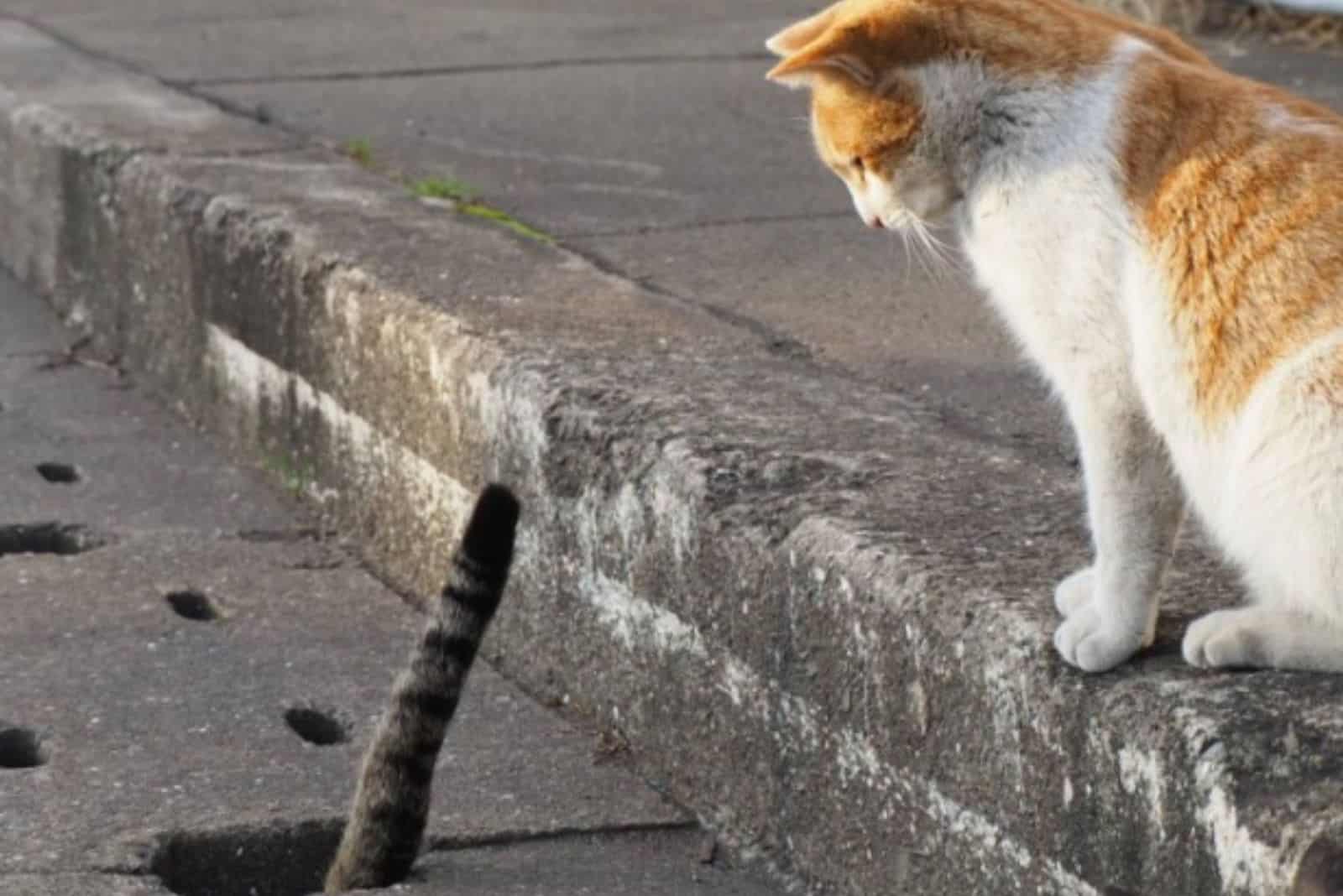 stray cat looking at a tail that is peeking out of a hole
