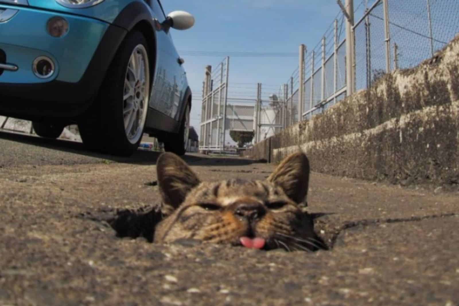 stray cat peeking out of a hole in the pavement and sticking tongue out
