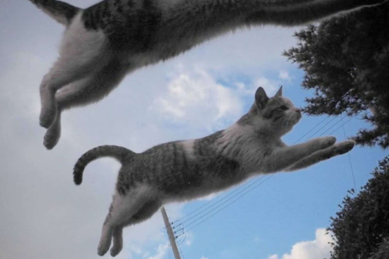 stray cats jumping in air