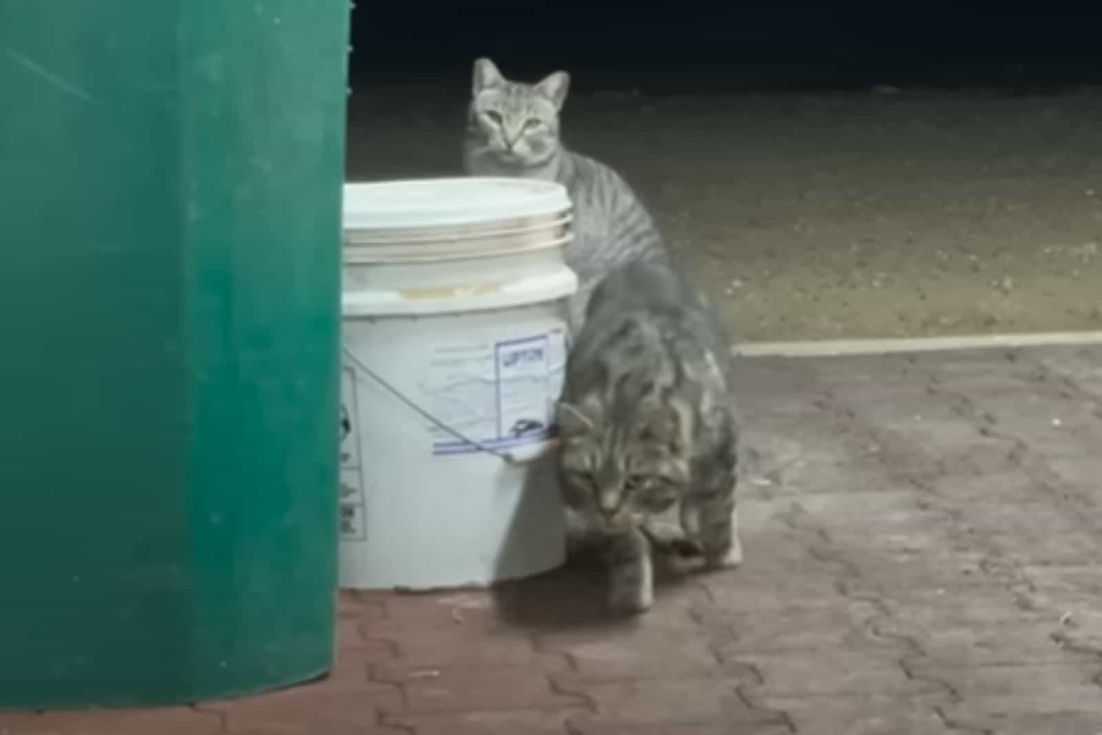 stray cats trying to get closer