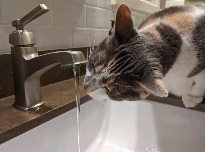 the cat drinks water from the fountain