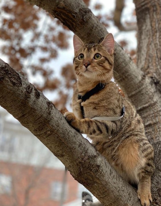 the cat is standing on a tree and looking around