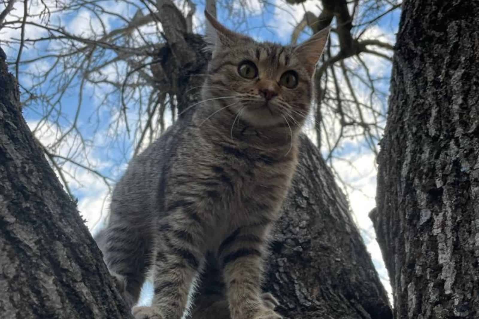 the cat is standing on the tree
