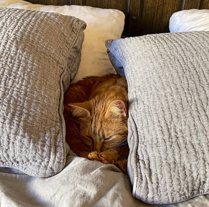 the cat lies curled up between the pillows