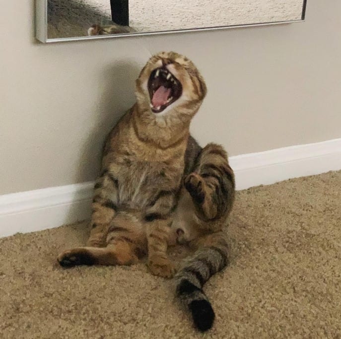 the cat sits on the carpet and yawns