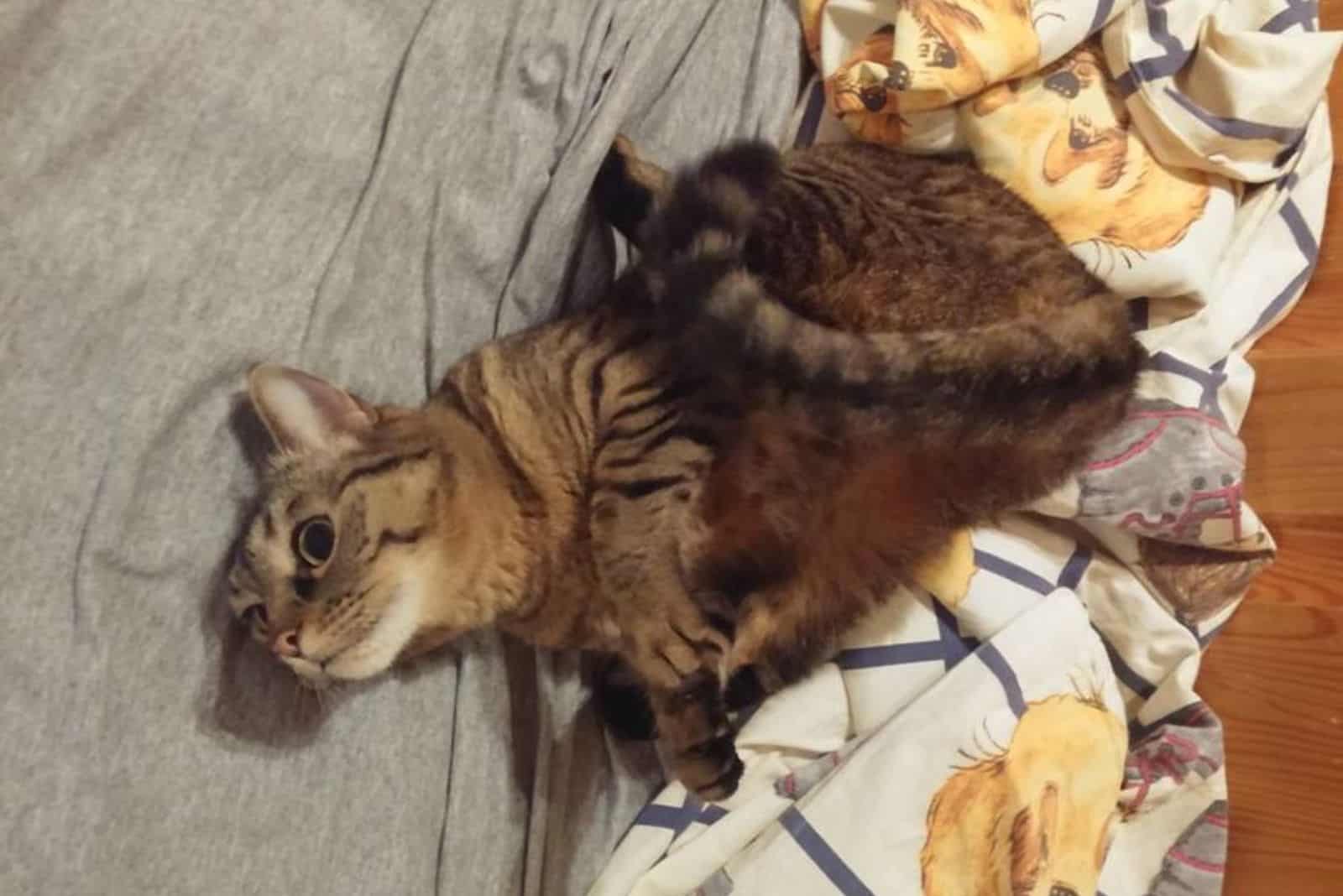 the cat stretches out on the bed