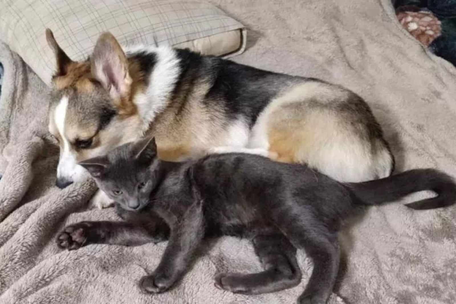 the dog lies next to the cat