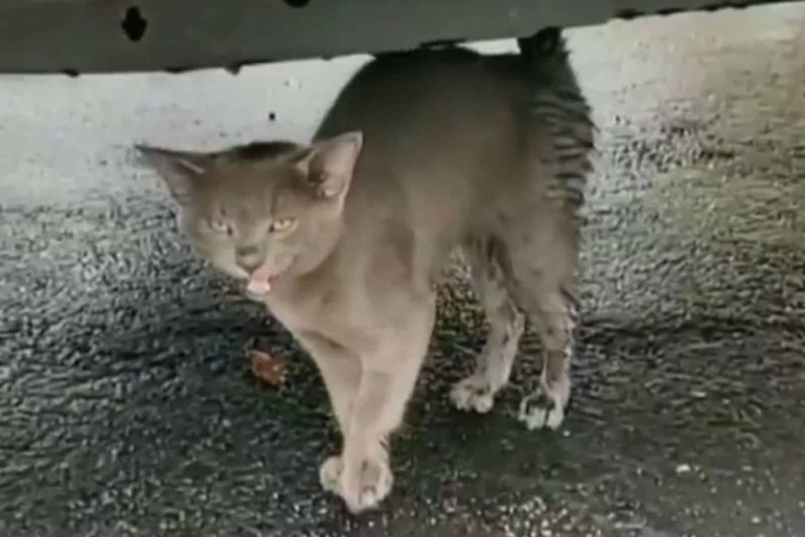 the gray kitten is hiding under the car