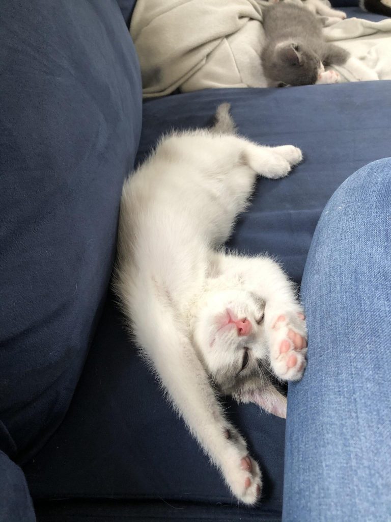 the kitten sleeps on its back
