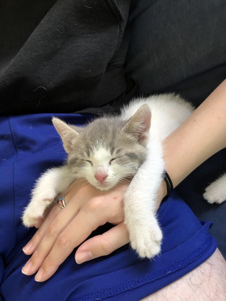 the kitten sleeps on the woman's arm