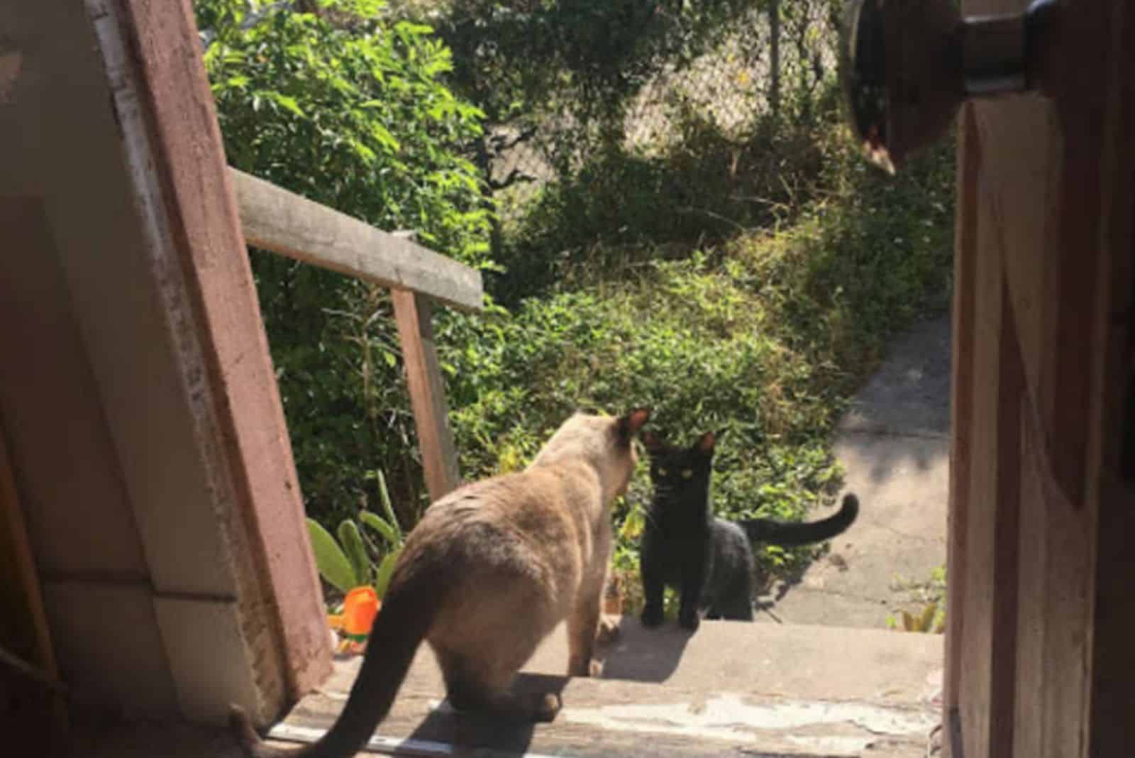 two cats outdoor