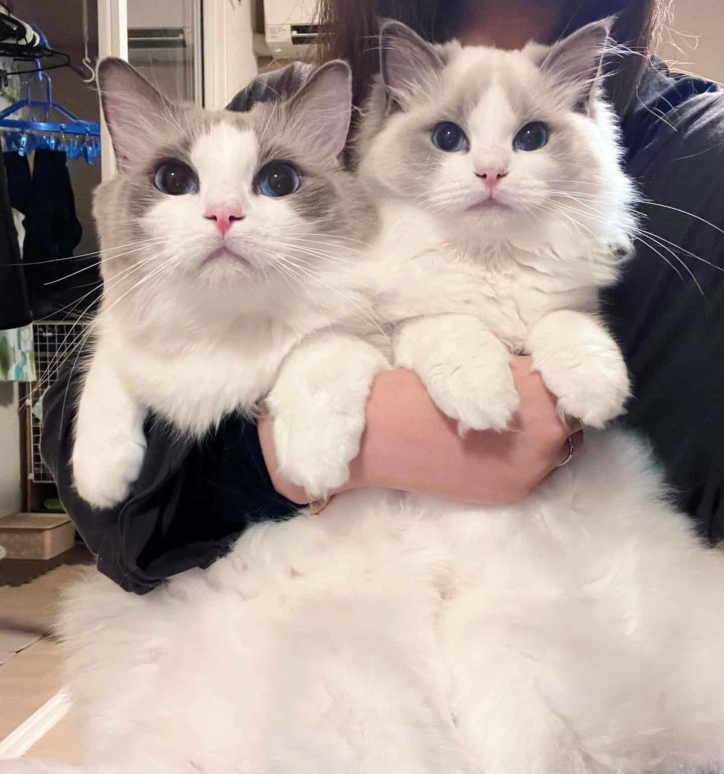 two cute Ragdoll Cats