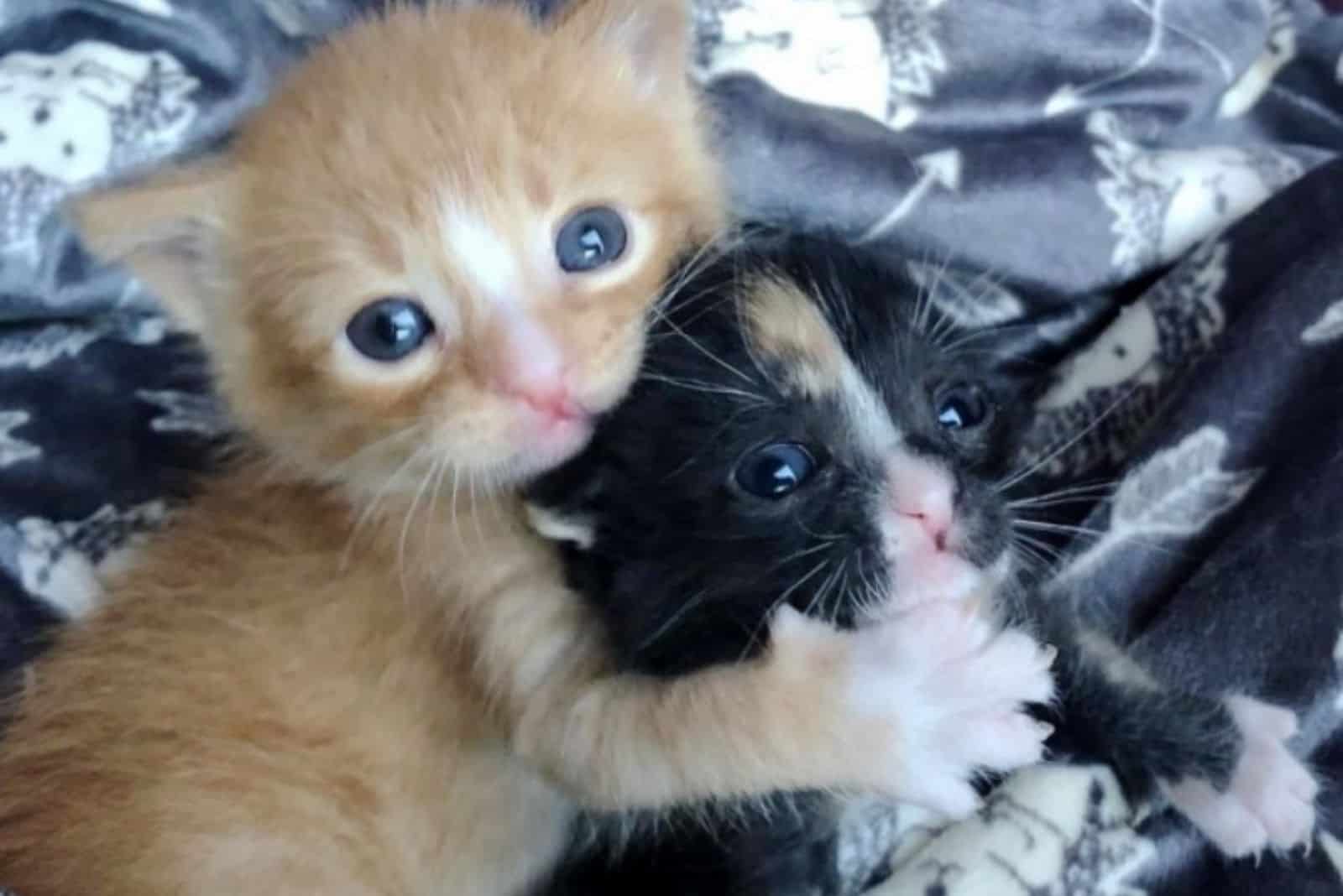 two cute abandoned kittens hugging