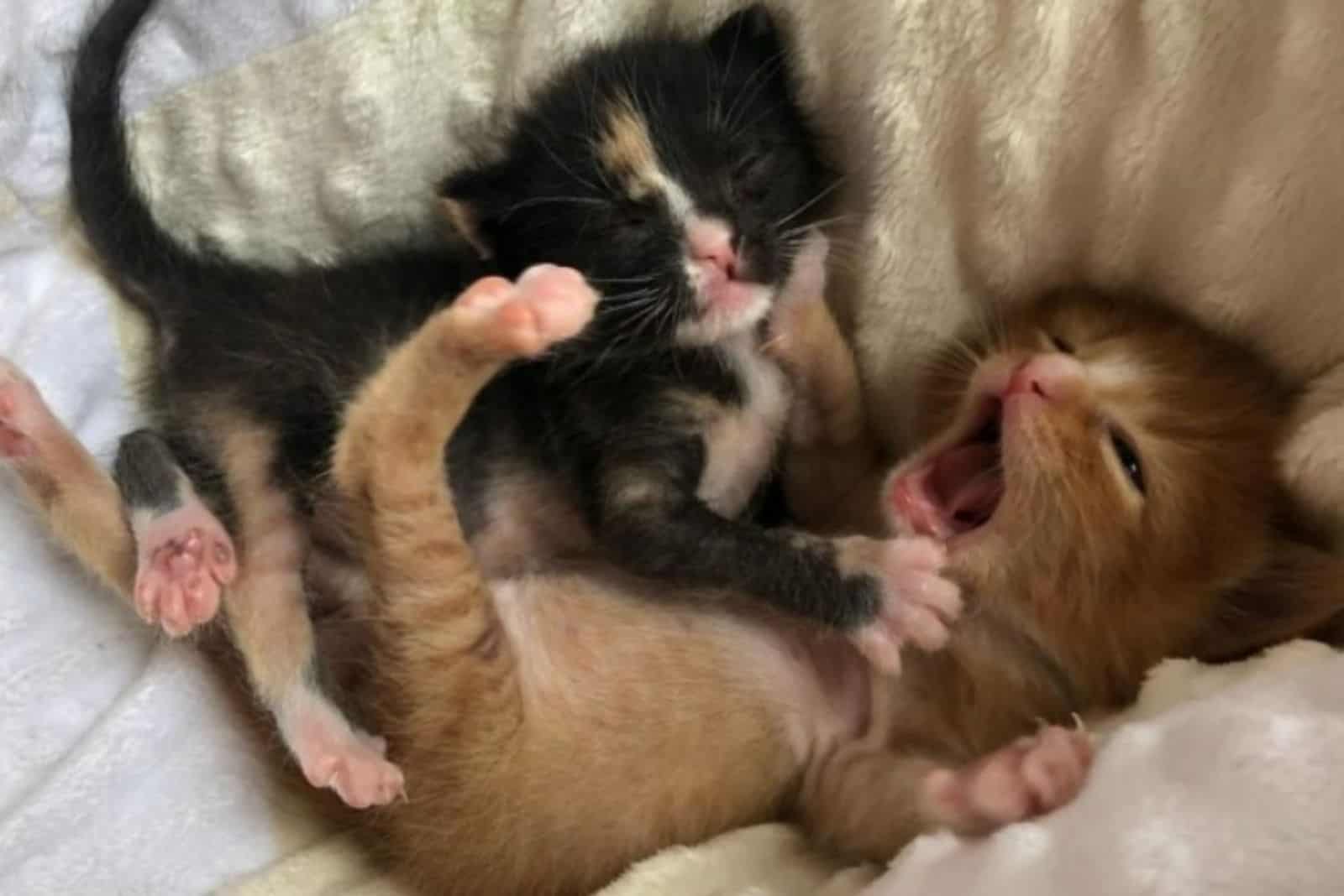 two cute kittens playing on the blanket
