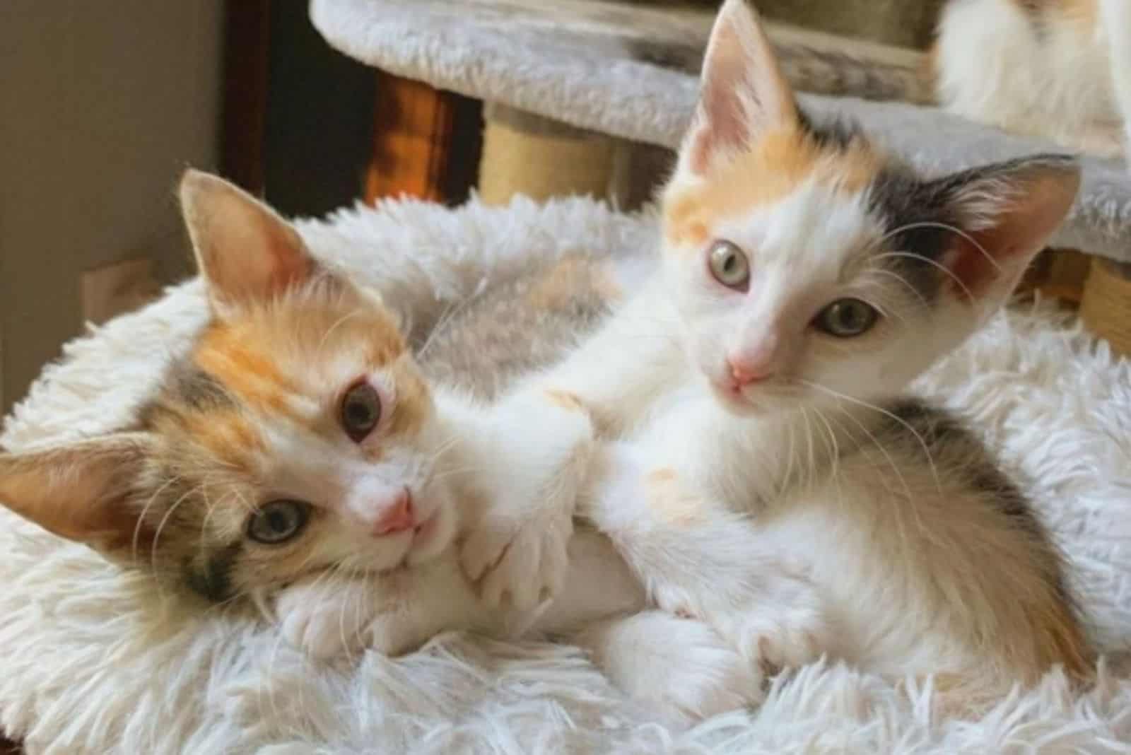 Two kittens rescued never leave each other’s side