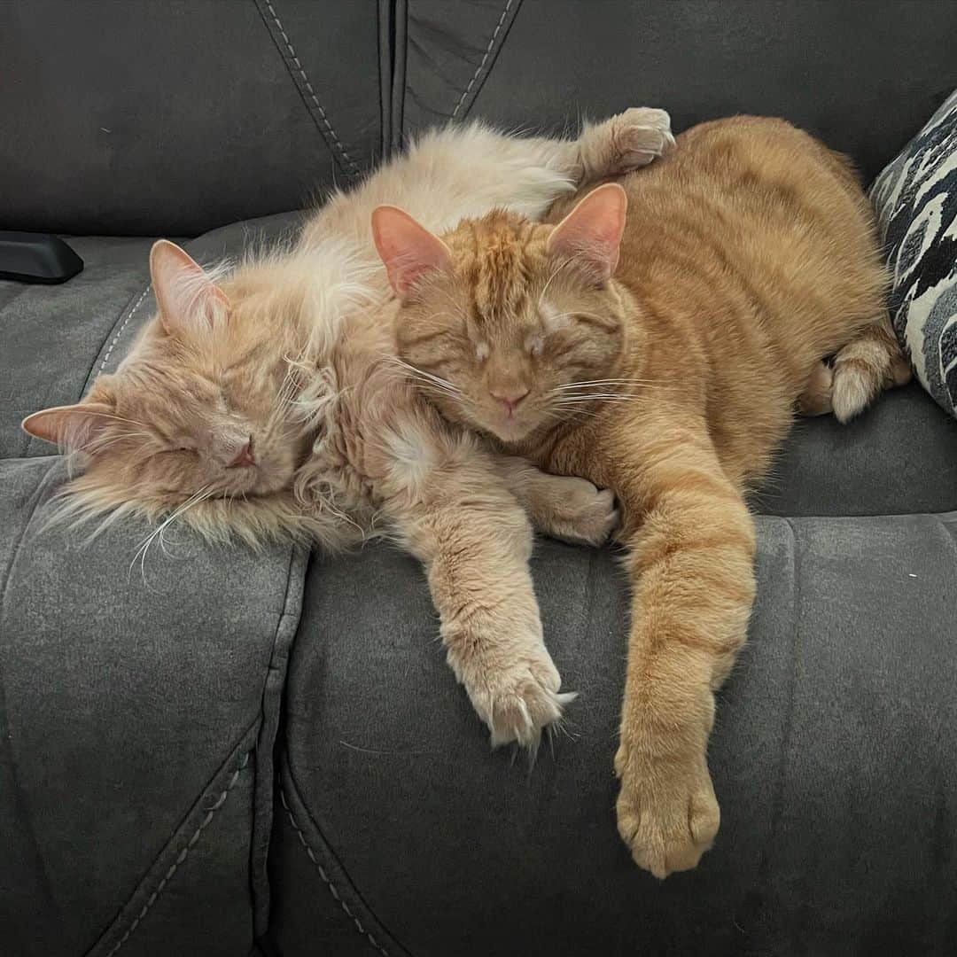 two grown blind orange cats napping together
