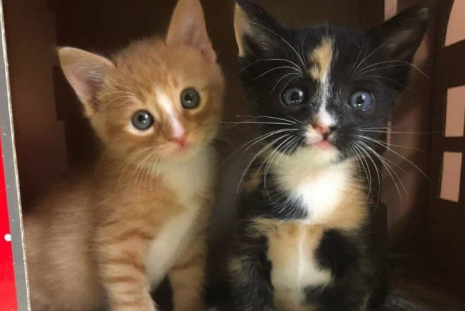 two kittens pose in front of the camera