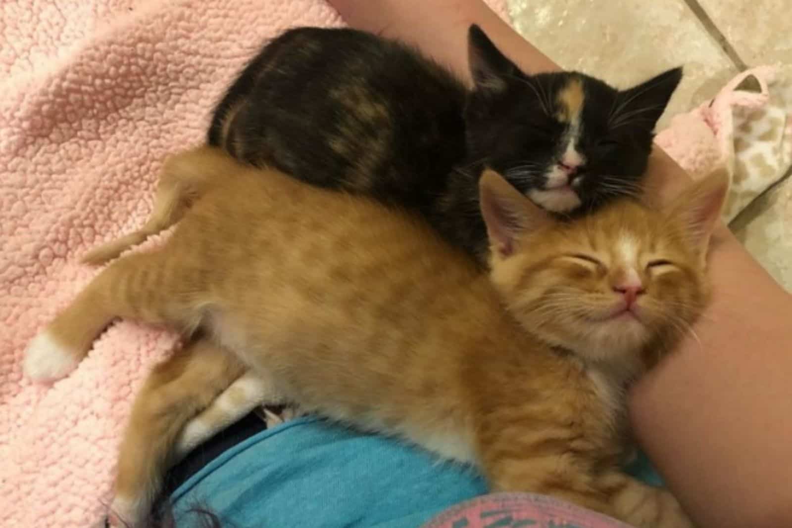 two kittens sleep leaning on a man's arm