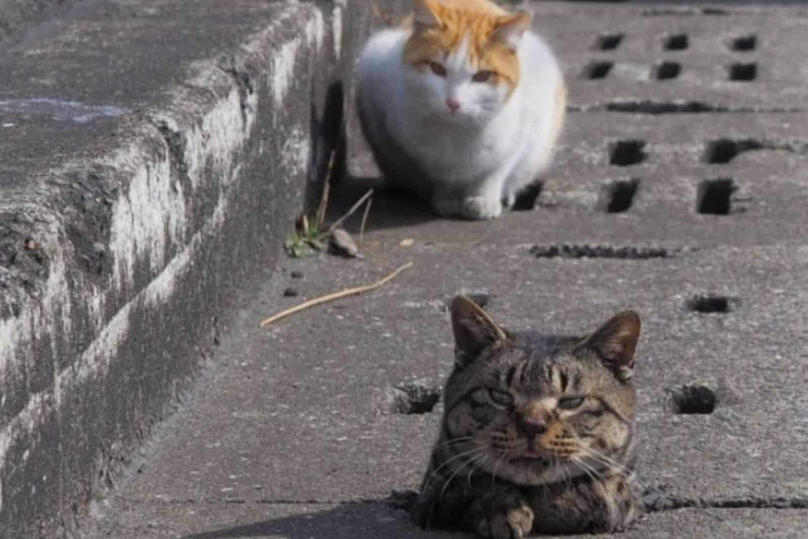 two stray cats having fun in the street