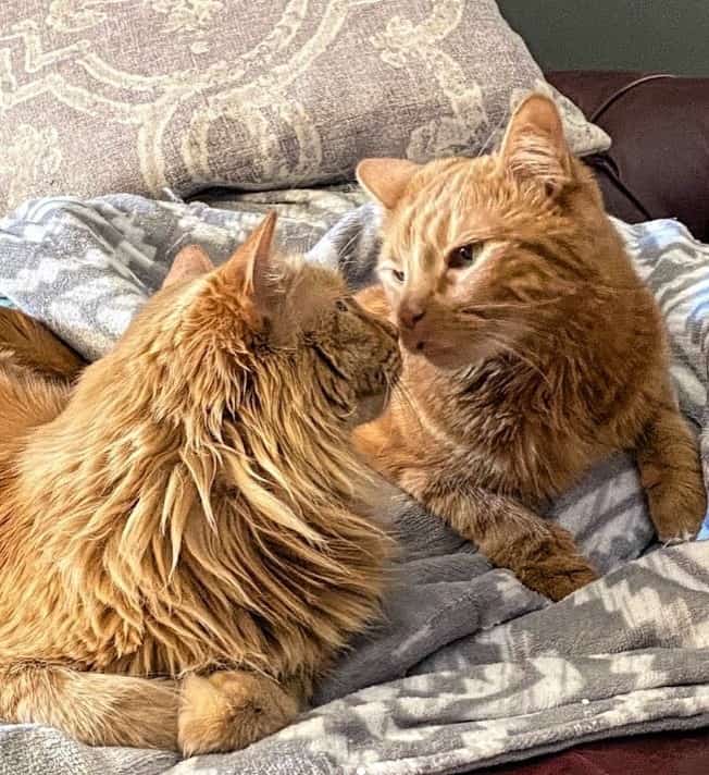 two yellow cats are sitting on the bed and looking at each other