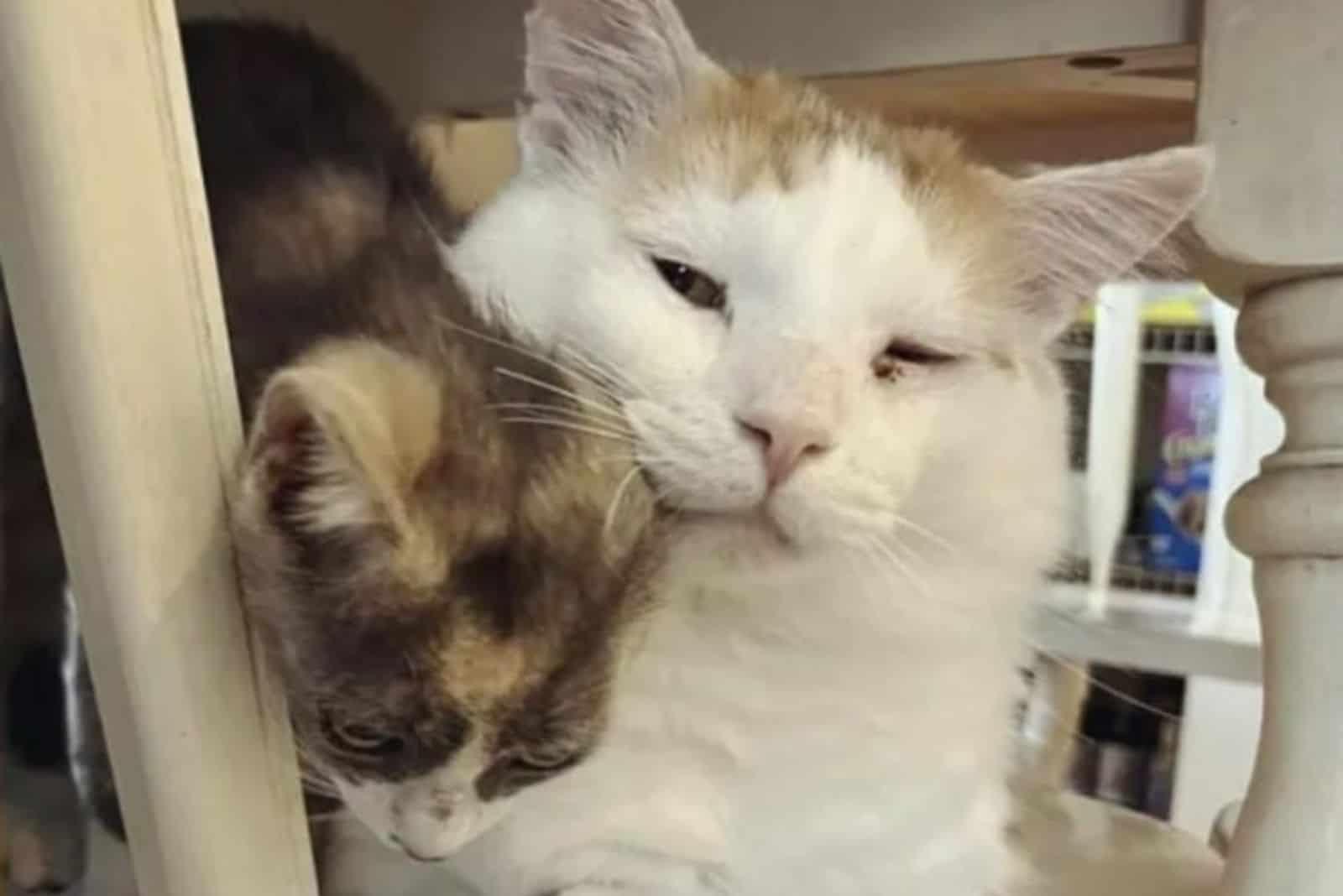 white cat snuggle with other cat