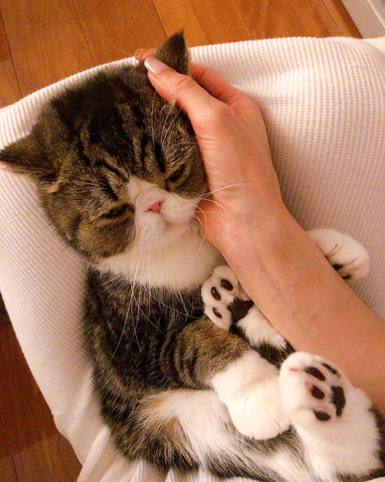 woman caresing cute Exotic Shorthair cat